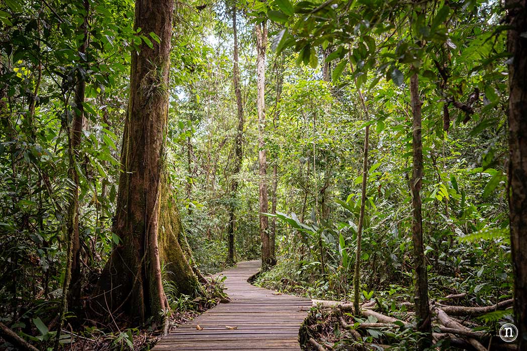 Sendero botánico del P. N. de Mulu, una maravilla del mundo