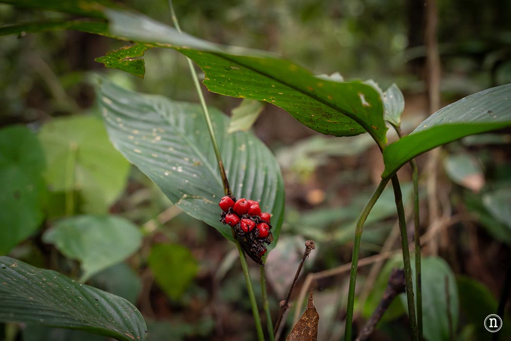 Sendero botánico del P. N. de Mulu, una maravilla del mundo