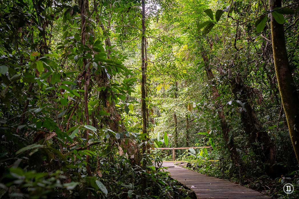 Sendero botánico del P. N. de Mulu, una maravilla del mundo