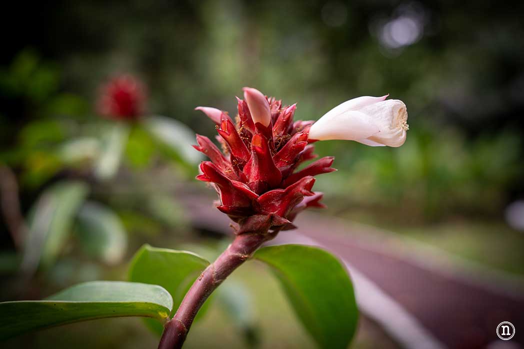 Sendero botánico del P. N. de Mulu, una maravilla del mundo