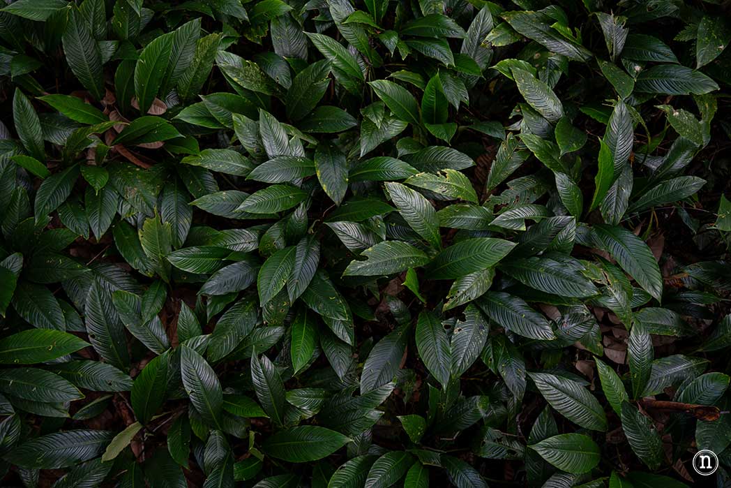 Sendero botánico del P. N. de Mulu, una maravilla del mundo