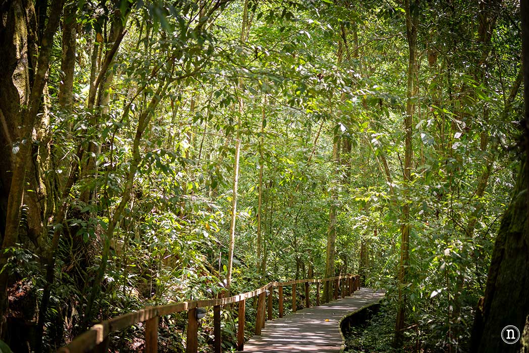 Sendero botánico del P. N. de Mulu, una maravilla del mundo