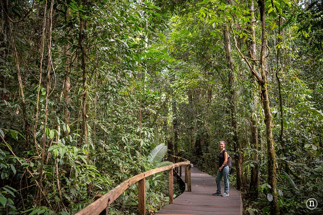 Sendero botánico del P. N. de Mulu, una maravilla del mundo