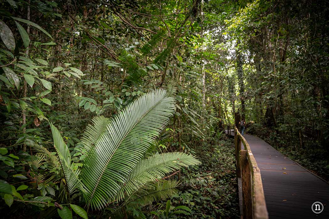 Sendero botánico del P. N. de Mulu, una maravilla del mundo
