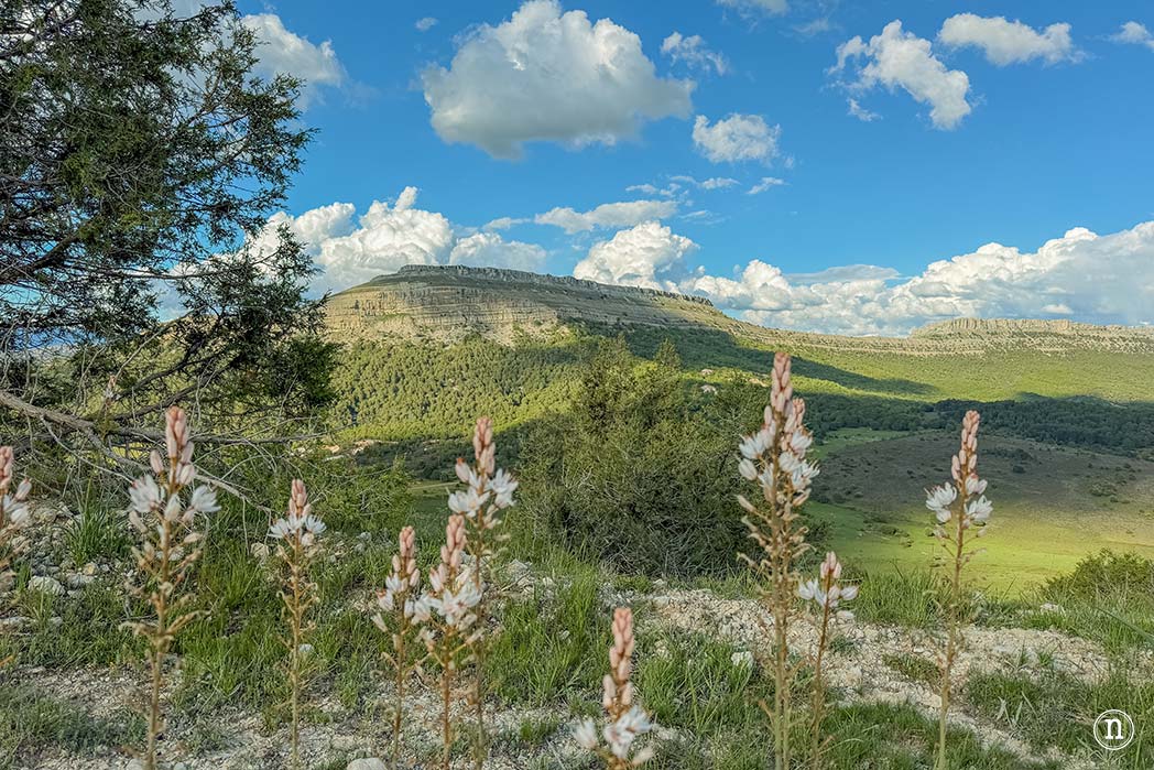 Valle del Arlanza, Burgos sabinas, gamones y paisajes increíbles