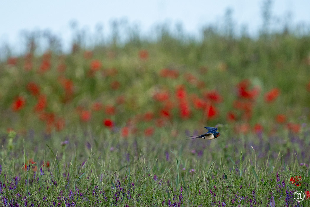 Campos de Lavanda de Caleruega (Burgos) La Guía Definitiva 