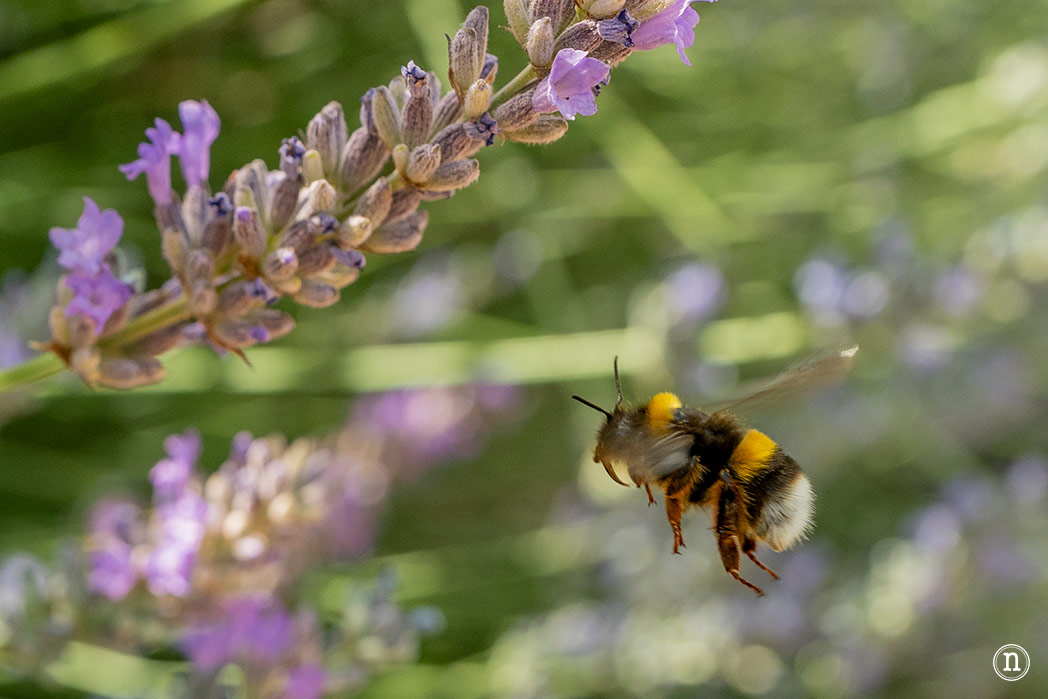 Campos de Lavanda de Caleruega (Burgos) La Guía Definitiva