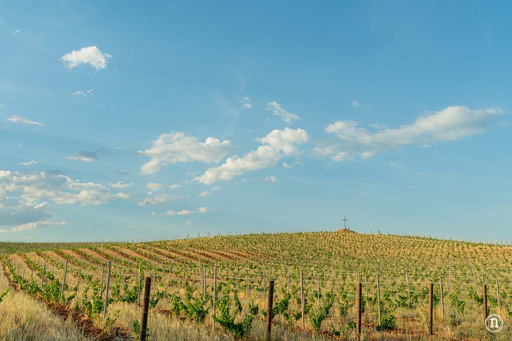 Campos de Lavanda de Caleruega (Burgos) La Guía Definitiva