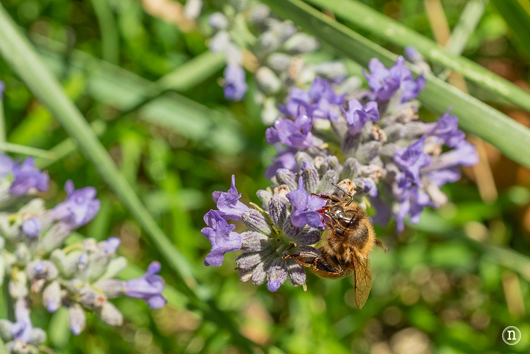 Campos de Lavanda de Caleruega (Burgos) La Guía Definitiva