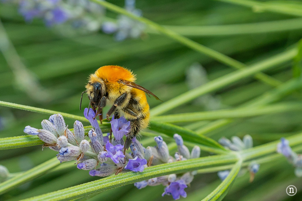 Campos de Lavanda de Caleruega (Burgos) La Guía Definitiva