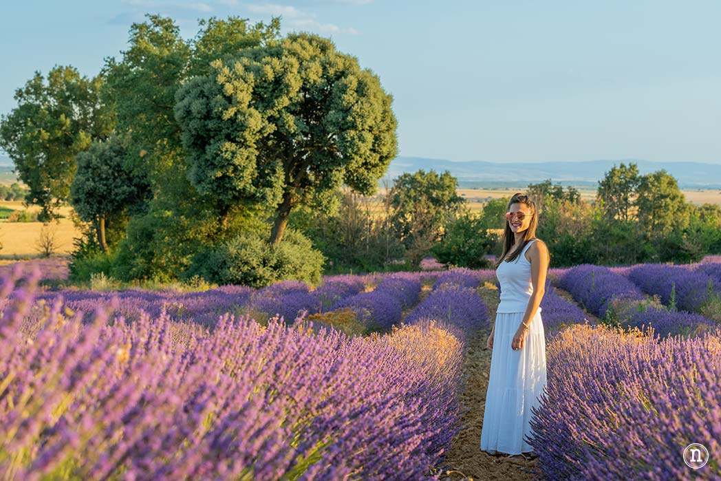 Campos de Lavanda de Caleruega (Burgos) La Guía Definitiva