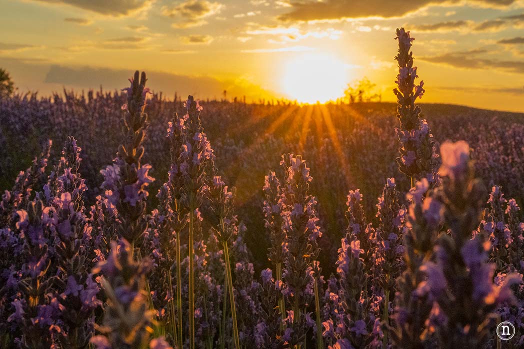 Campos de Lavanda de Caleruega (Burgos) La Guía Definitiva