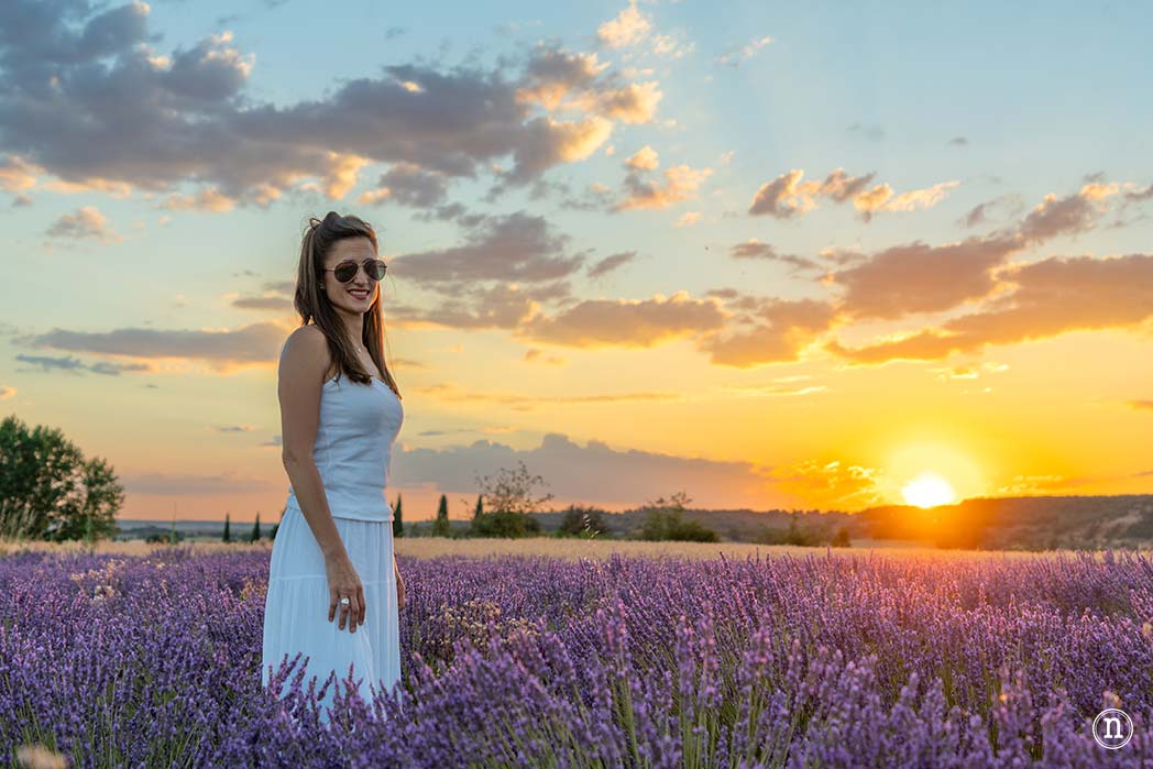 Campos de Lavanda de Caleruega (Burgos) La Guía Definitiva