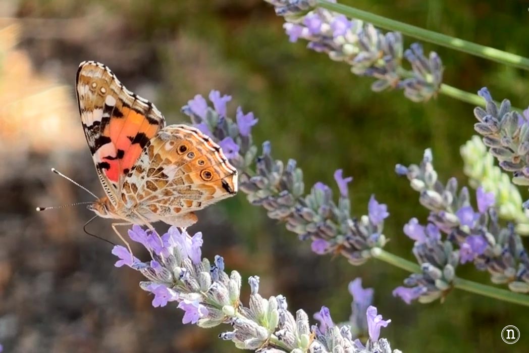 Campos de Lavanda de Caleruega (Burgos) La Guía Definitiva