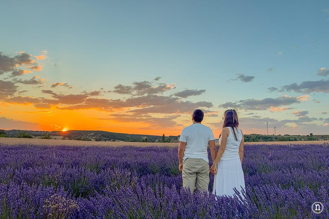 Campos de Lavanda de Caleruega (Burgos) La Guía Definitiva