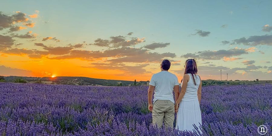 Campos de Lavanda de Caleruega (Burgos) La Guía Definitiva