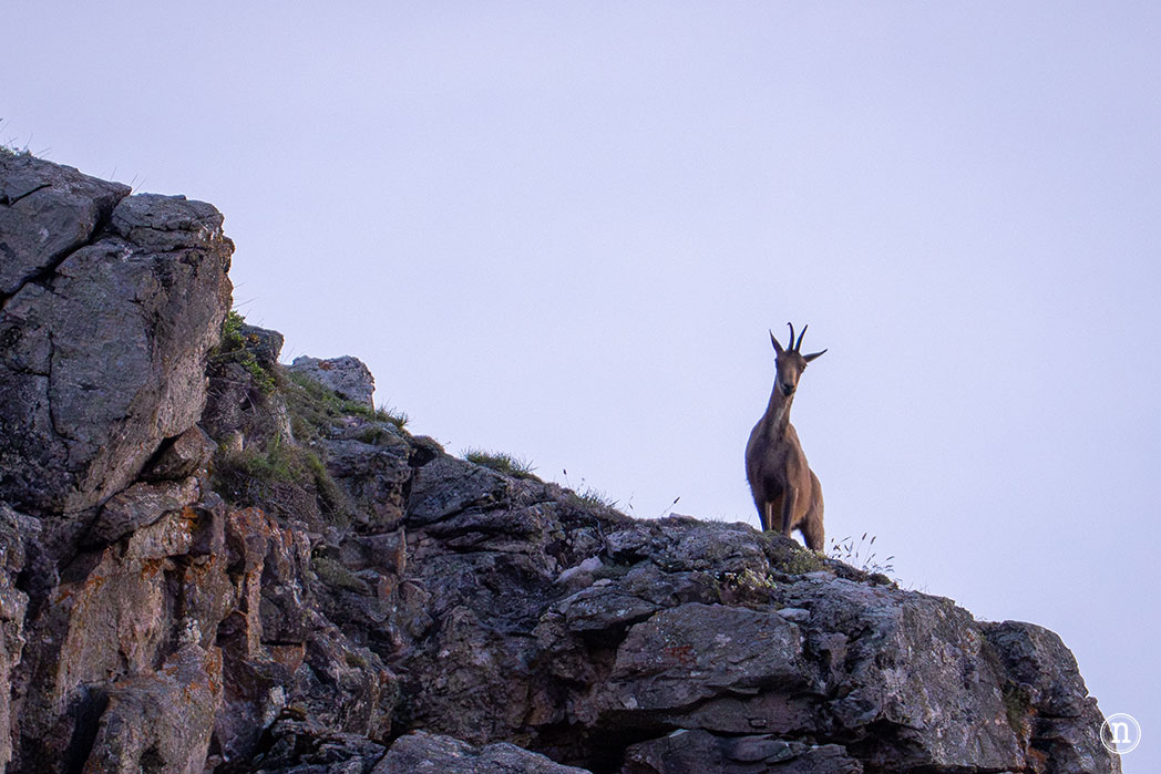Lagos de Saliencia y avistamiento de osos: el Somiedo más salvaje
 rebeco (Rupicapra rupicapra o Rupicapra pyrenaica)