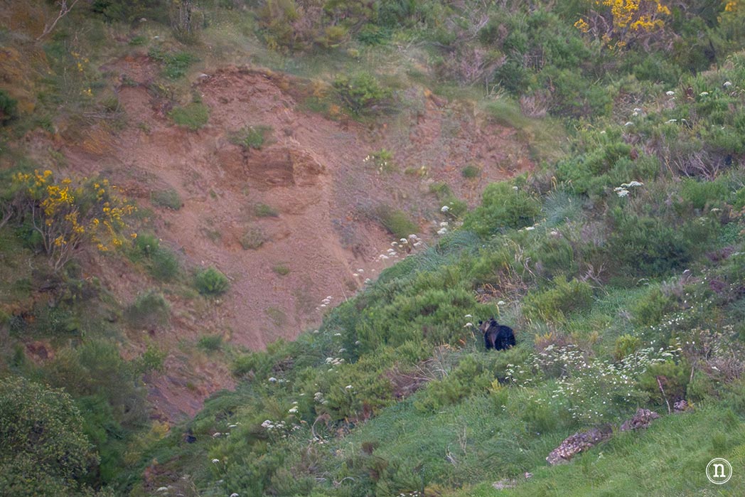 Lagos de Saliencia y avistamiento de osos: el Somiedo más salvaje