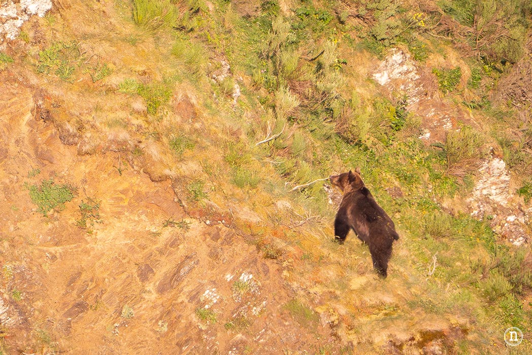 Lagos de Saliencia y avistamiento de osos: el Somiedo más salvaje