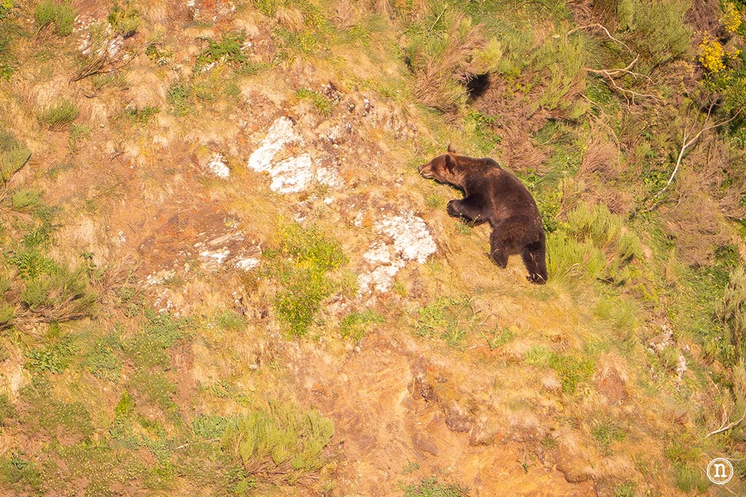Lagos de Saliencia y avistamiento de osos: el Somiedo más salvaje