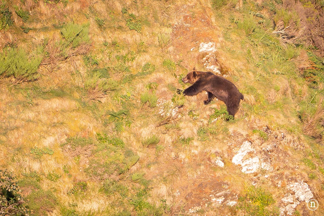 Lagos de Saliencia y avistamiento de osos: el Somiedo más salvaje
