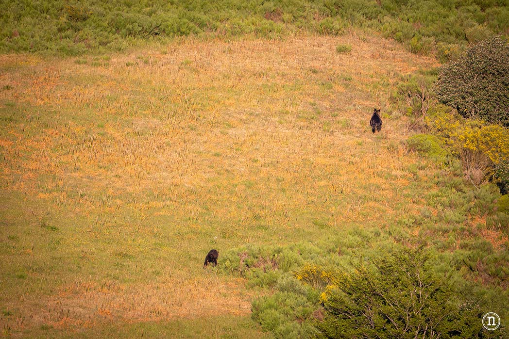 Lagos de Saliencia y avistamiento de osos: el Somiedo más salvaje