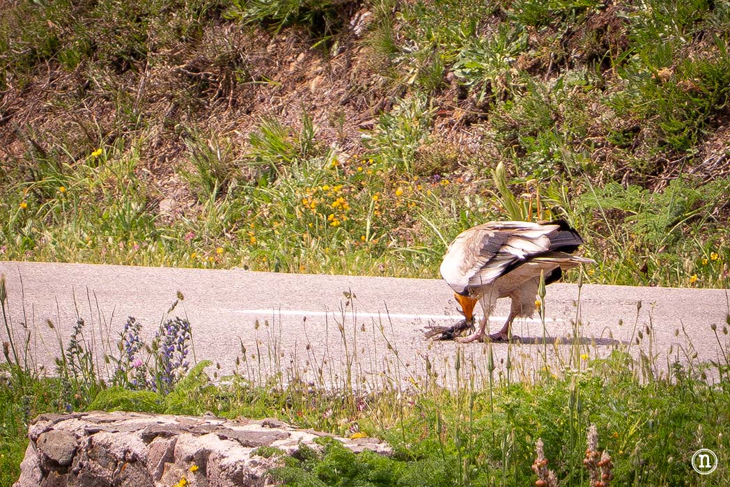 Lagos de Saliencia y avistamiento de osos: el Somiedo más salvaje alimoche