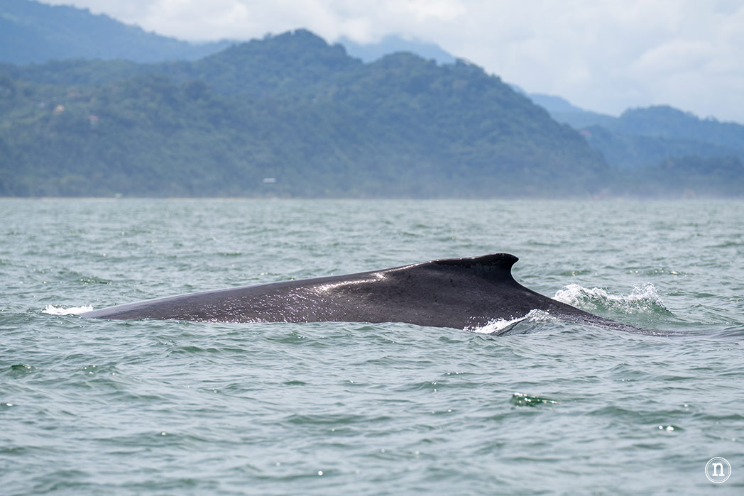 Ballenas en Uvita cuándo y cómo verlas en Costa Rica