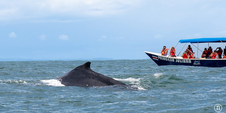 Ballenas en Uvita cuándo y cómo verlas en Costa Rica
