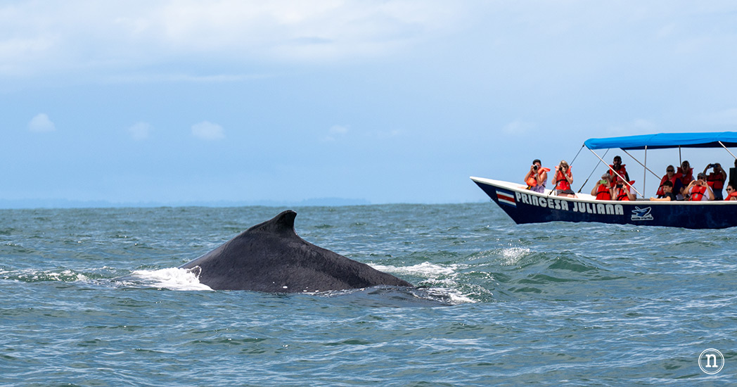 Ballenas en Uvita cuándo y cómo verlas en Costa Rica