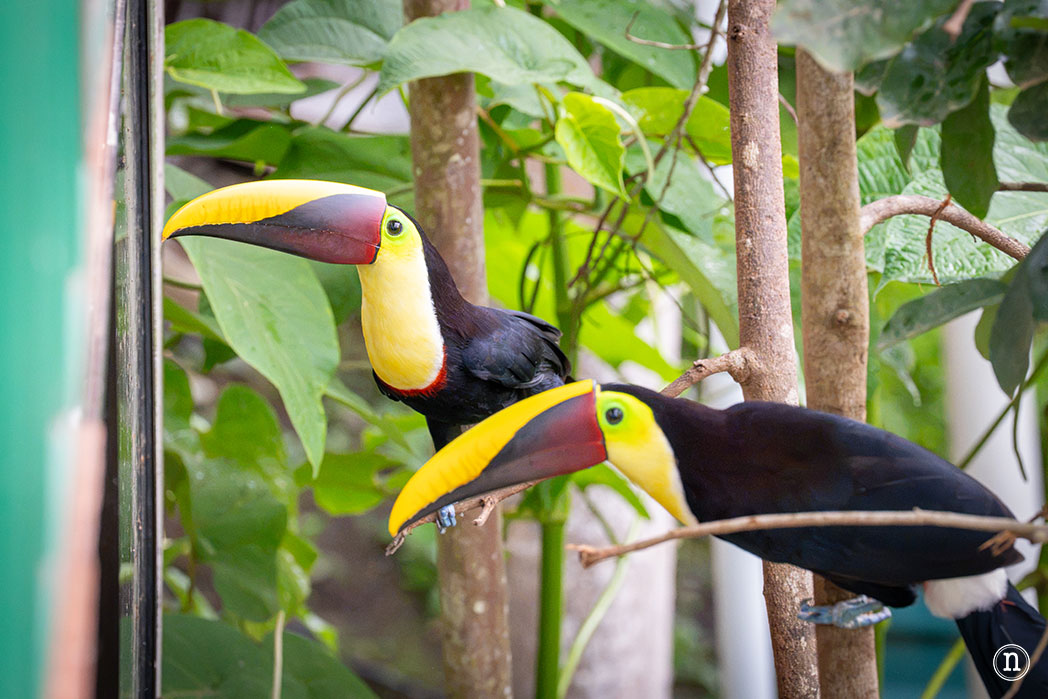 Parque Nacional Corcovado desde Bahía Drake el lugar más salvaje de Costa Rica