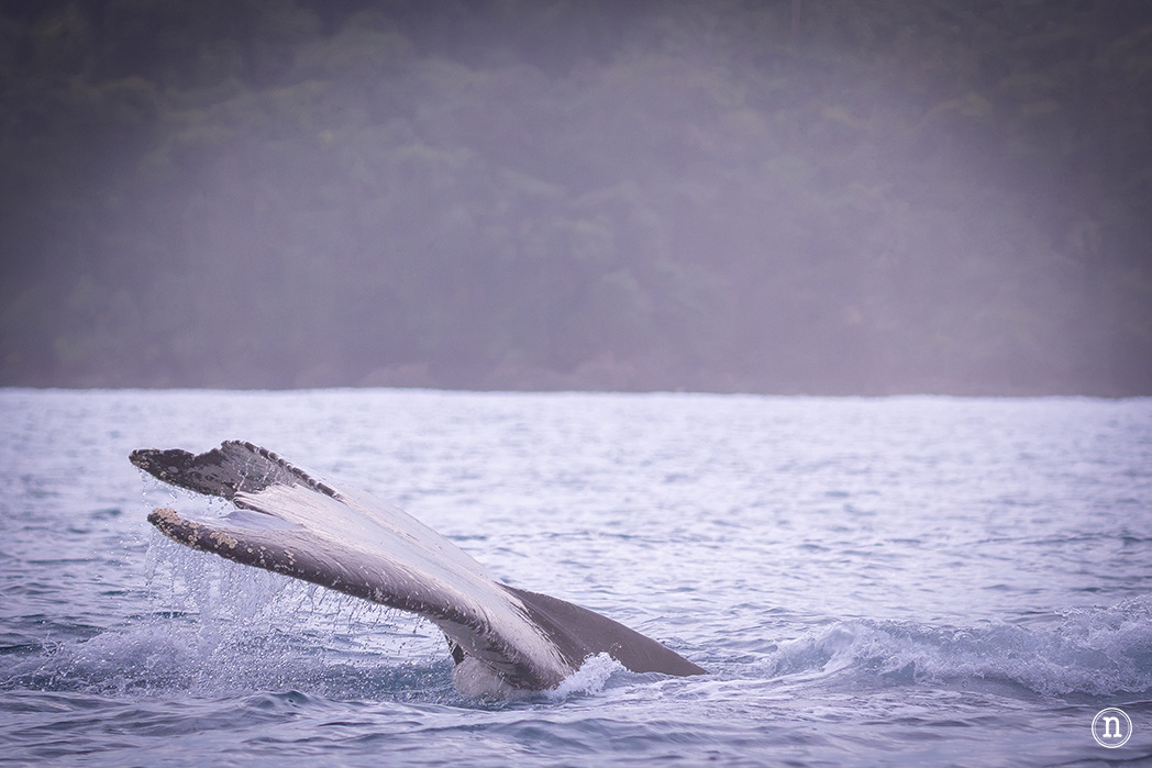 Parque Nacional Corcovado desde Bahía Drake el lugar más salvaje de Costa Rica
