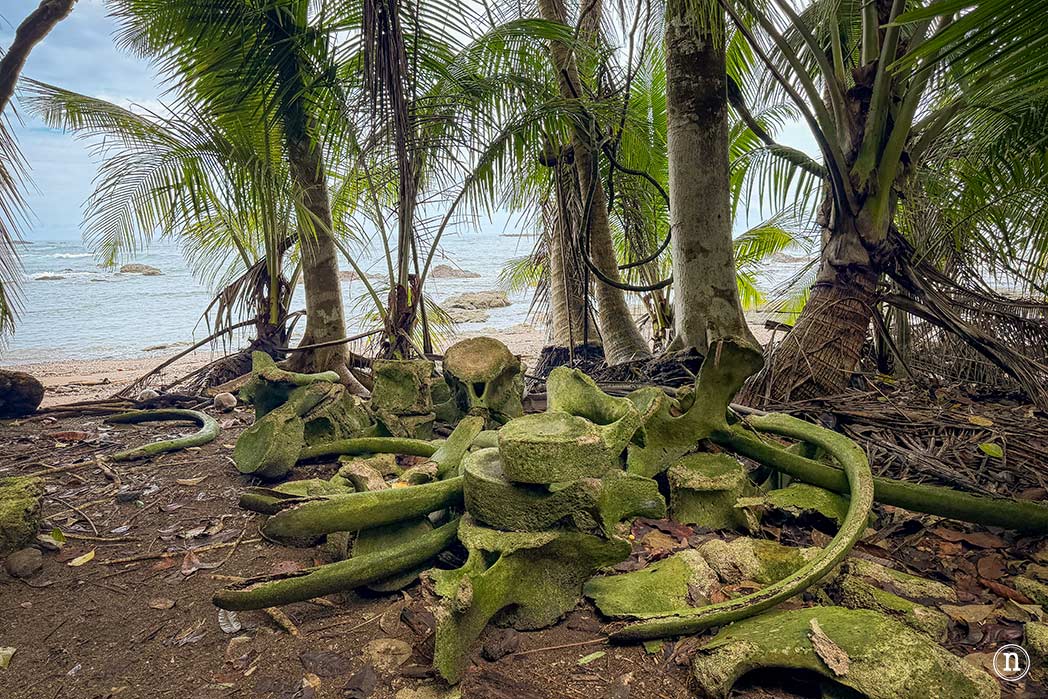 Parque Nacional Corcovado desde Bahía Drake el lugar más salvaje de Costa Rica
