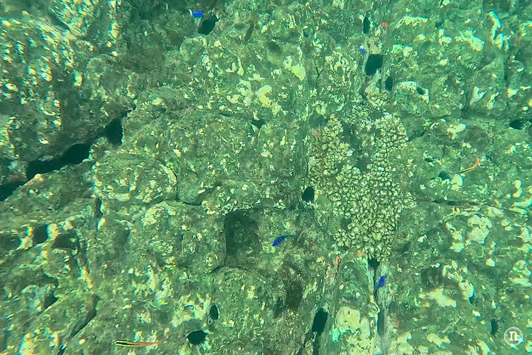 Snorkel en Isla del Caño el paraíso submarino de Costa Rica