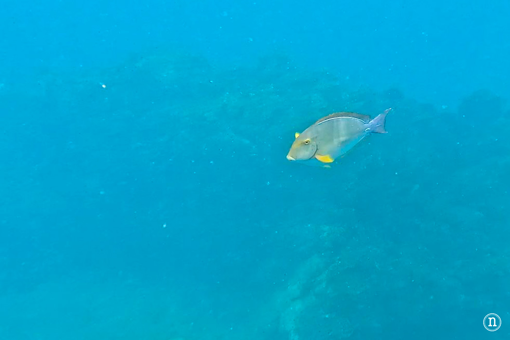 Snorkel en Isla del Caño el paraíso submarino de Costa Rica