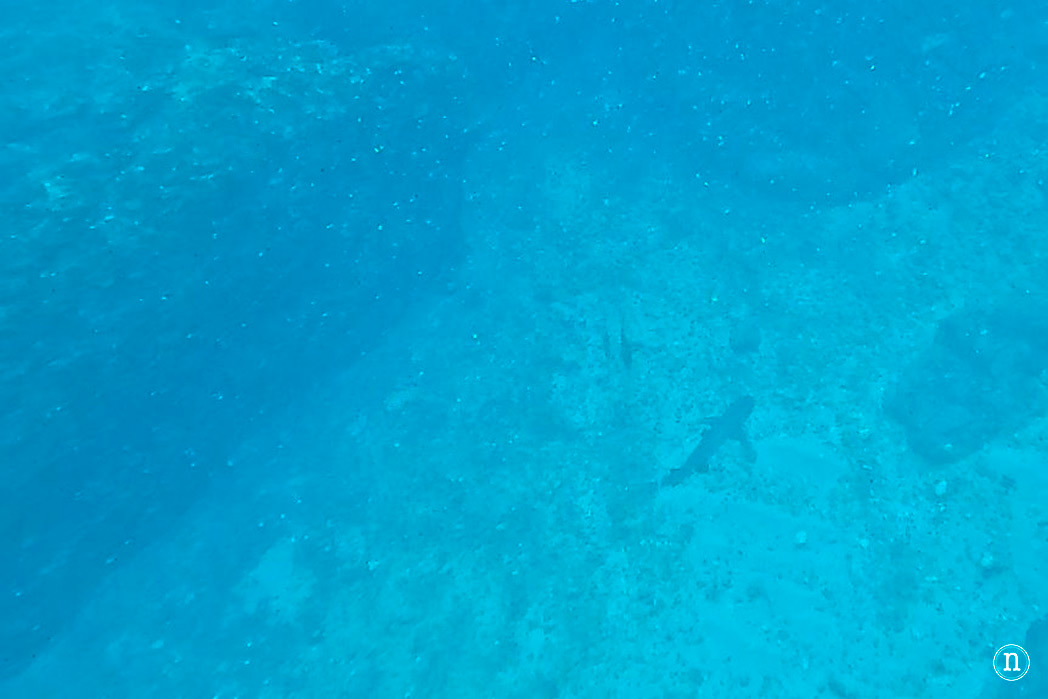 Snorkel en Isla del Caño el paraíso submarino de Costa Rica