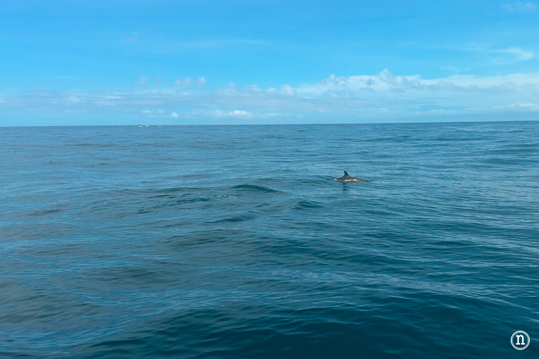 Snorkel en Isla del Caño el paraíso submarino de Costa Rica