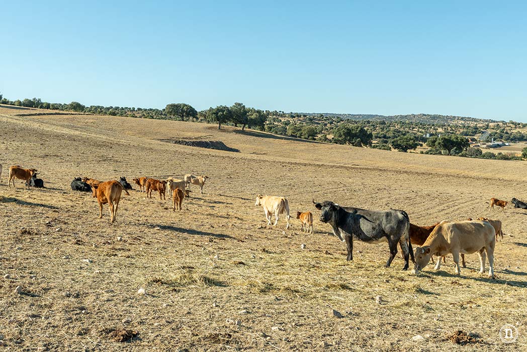Alaraz, ruta por la Cuesta aguda y Juana de la soledad