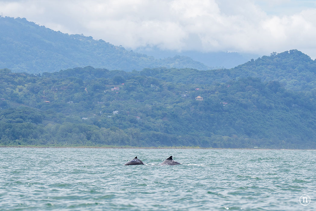 Ballenas en Uvita cuándo y cómo verlas en Costa Rica