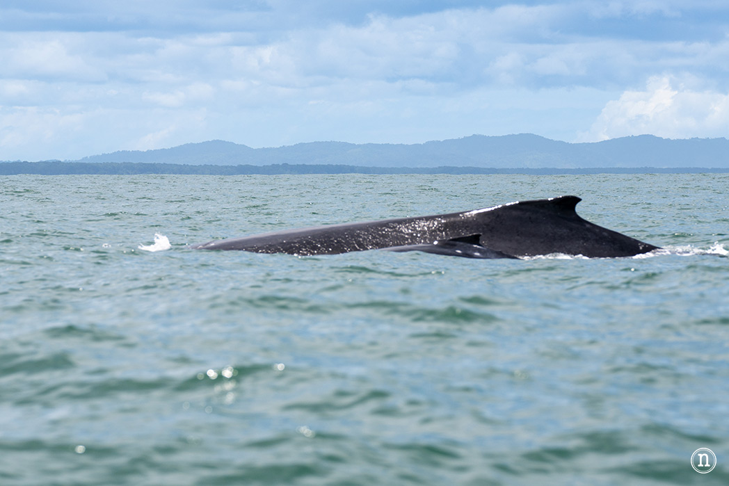 Ballenas en Uvita cuándo y cómo verlas en Costa Rica