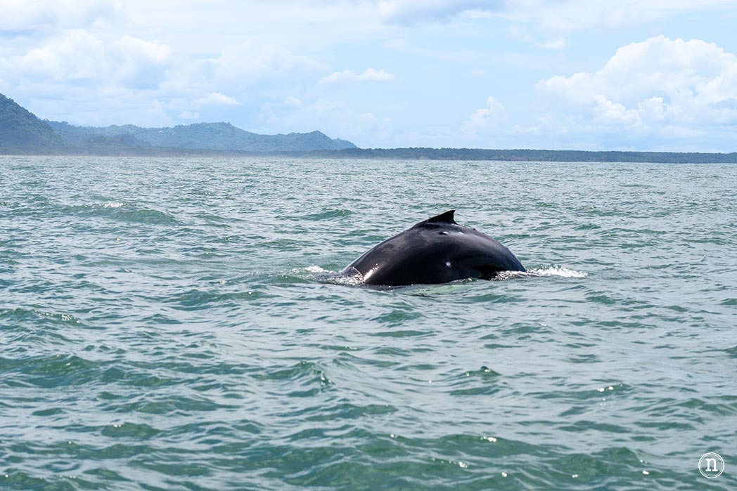 Ballenas en Uvita cuándo y cómo verlas en Costa Rica