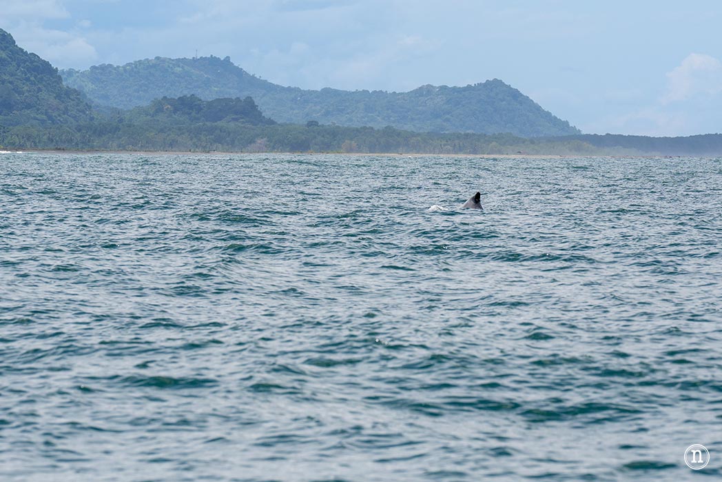 Ballenas en Uvita cuándo y cómo verlas en Costa Rica