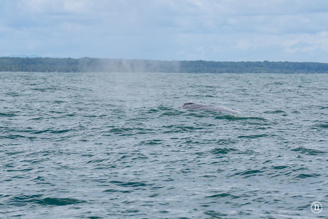 Ballenas en Uvita cuándo y cómo verlas en Costa Rica