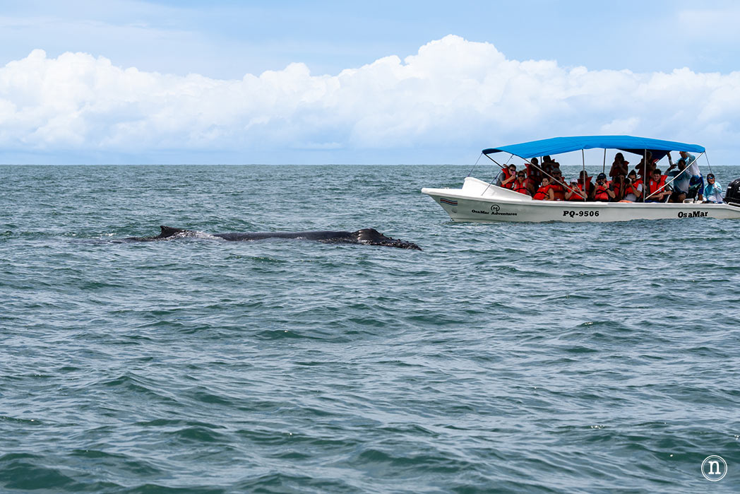 Ballenas en Uvita cuándo y cómo verlas en Costa Rica