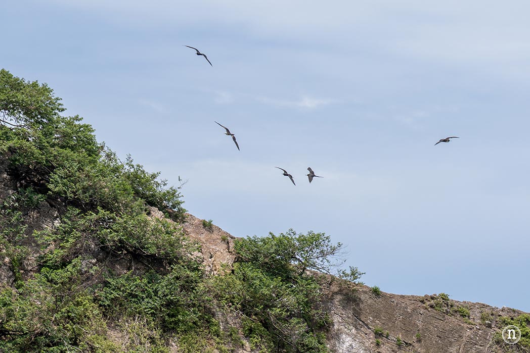 Ballenas en Uvita cuándo y cómo verlas en Costa Rica