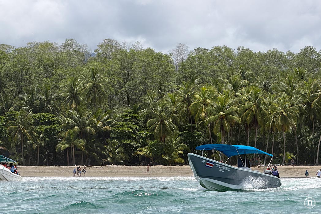 Ballenas en Uvita cuándo y cómo verlas en Costa Rica