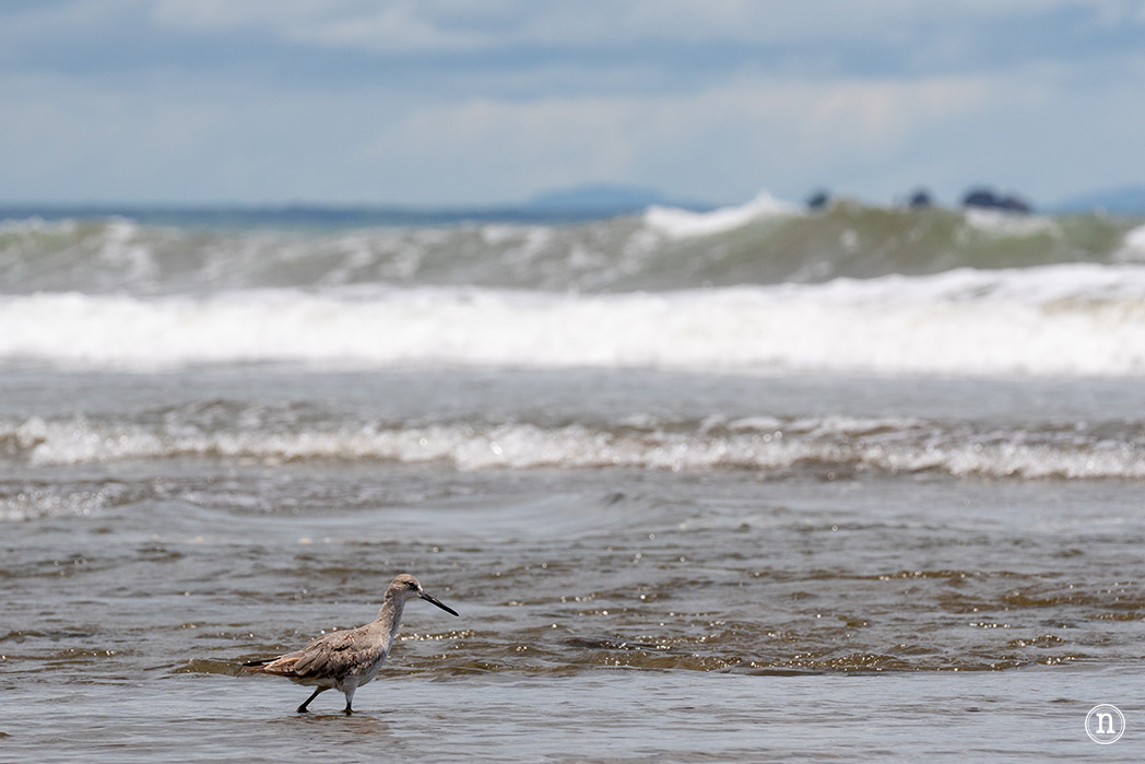 Uvita Costa Rica guía definitiva para visitar el P. N. Marino Ballena