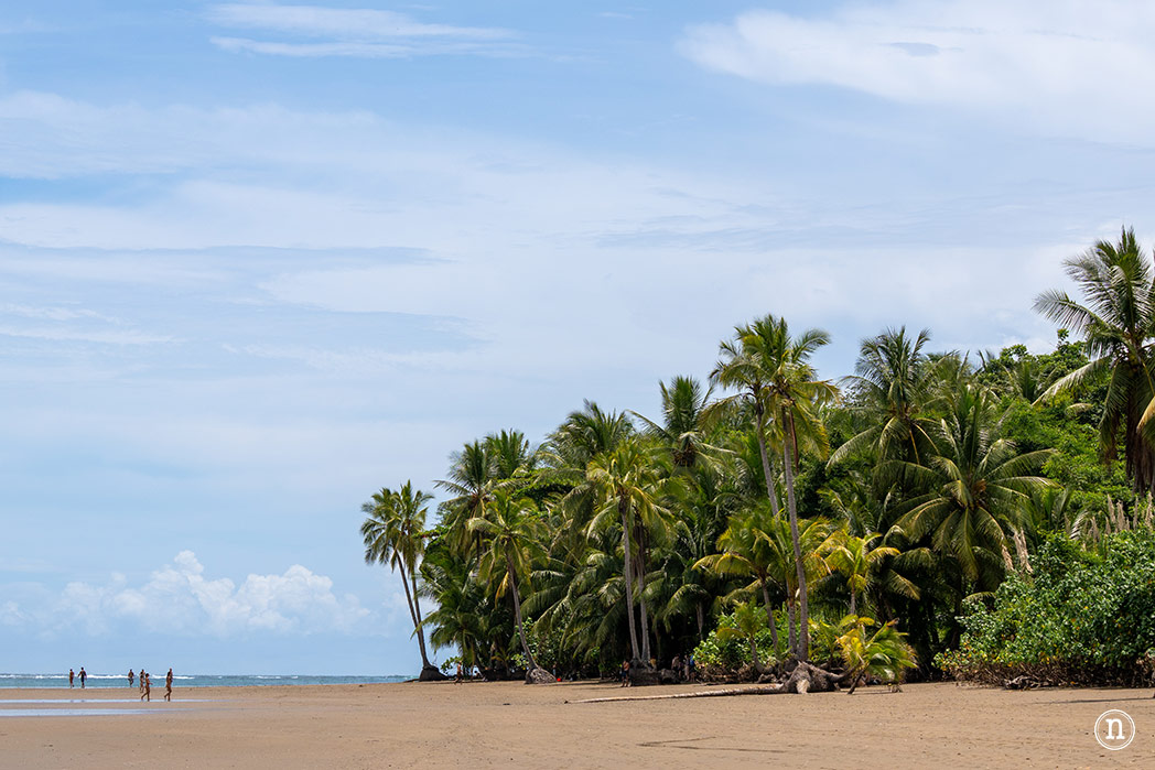 Uvita Costa Rica guía definitiva para visitar el P. N. Marino Ballena
